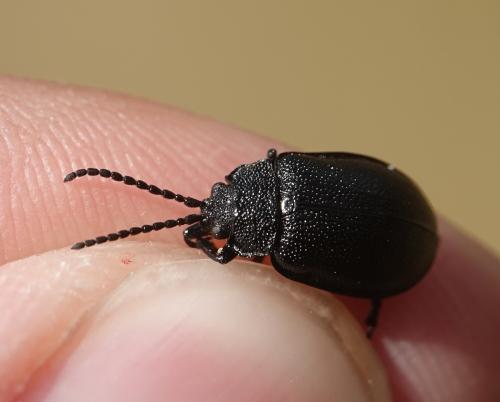 Galeruca luctuosa